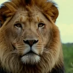 El Declive del Rey: Un Análisis Exhaustivo de las Amenazas a la Población de Leones en los Biomas Africanos